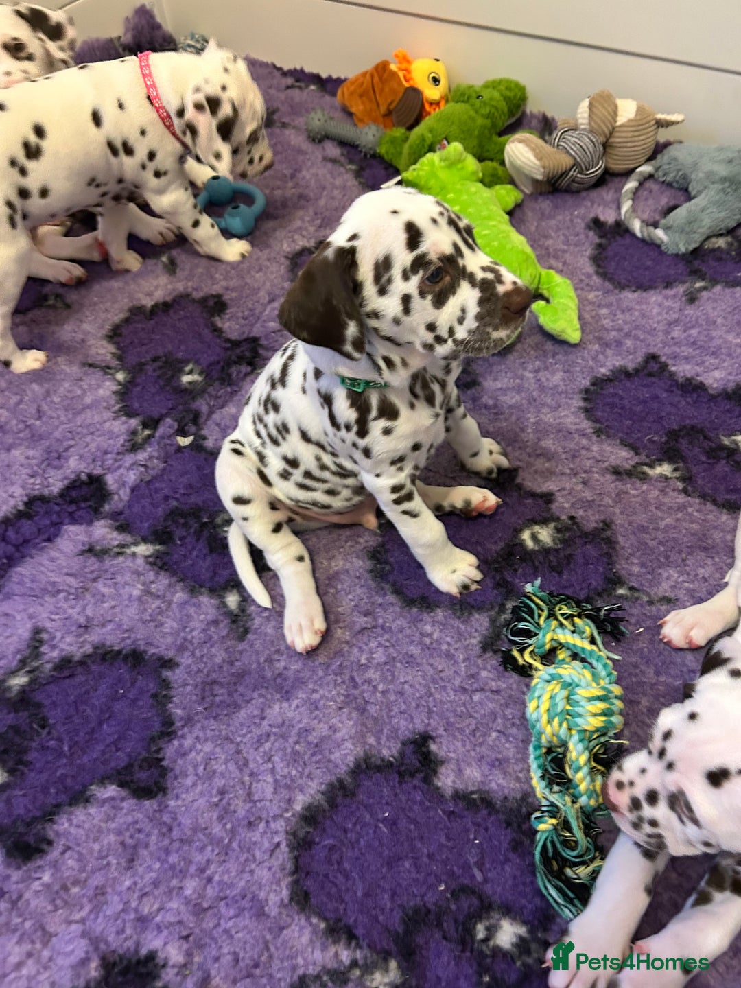 Dalmatian dogs for sale: This is an all liver litter of Dalmatian puppies - Advert 4