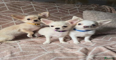 Chihuahua dogs - Advert 1