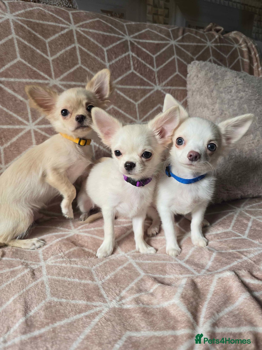 Chihuahua dogs for sale: 3 Handsome (KC) Chihuahua boys left (New photos) - Image 2