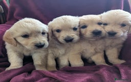 Golden Retriever dogs for sale: Stunning pure-breed Golden Retriever puppies - Image 1