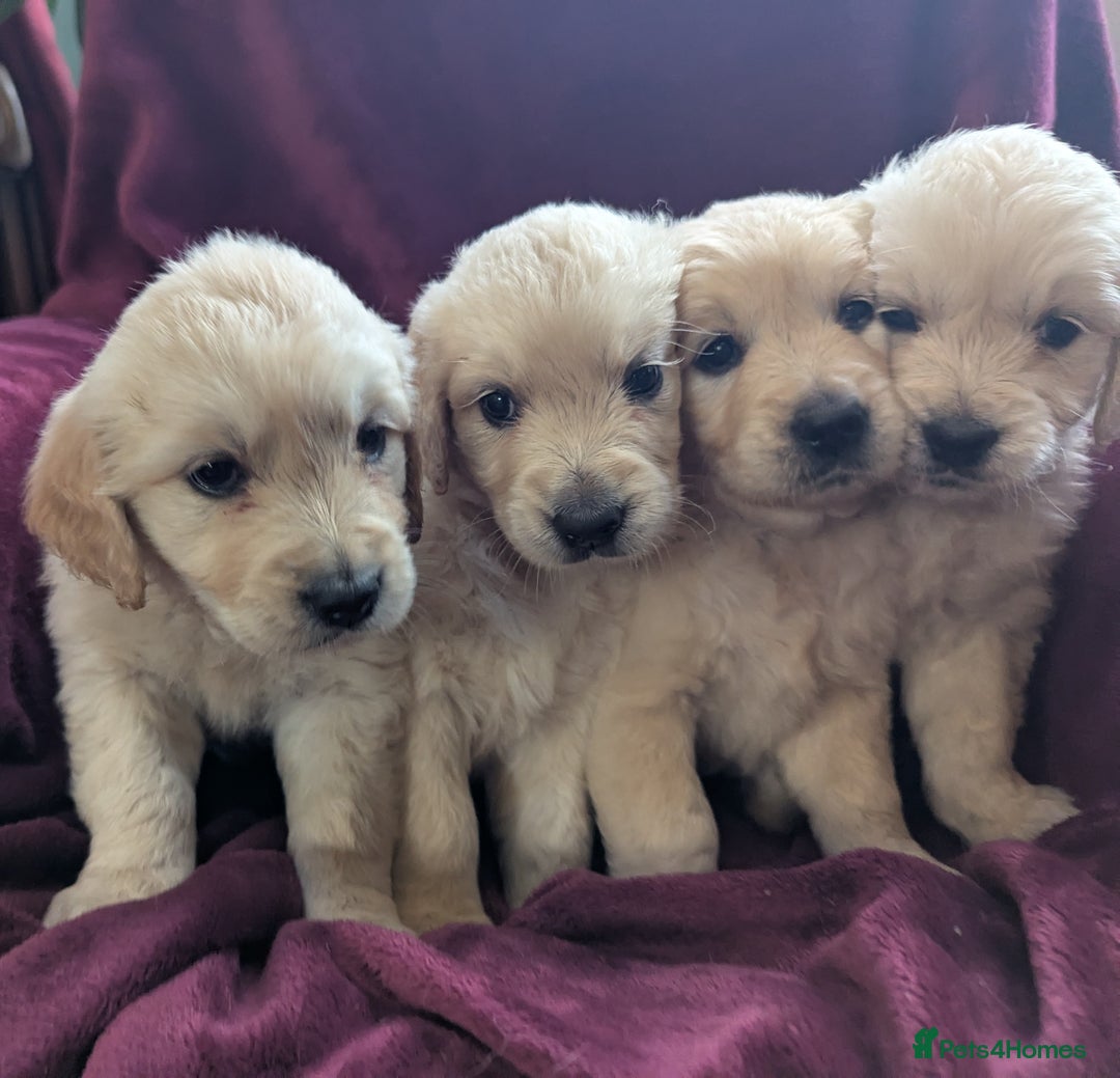 Golden Retriever dogs for sale: Stunning pure-breed Golden Retriever puppies - Image 1
