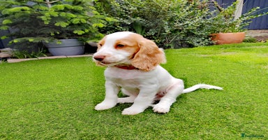 Cocker Spaniel dogs - Advert 13