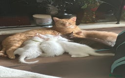 Maine Coon cats for sale: Mainecoon x  - Image 8