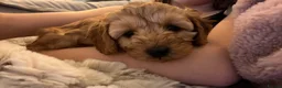 Cavapoo dogs for sale: Cavapoo F1B Beautiful puppies Due 20th June  - Advert 23