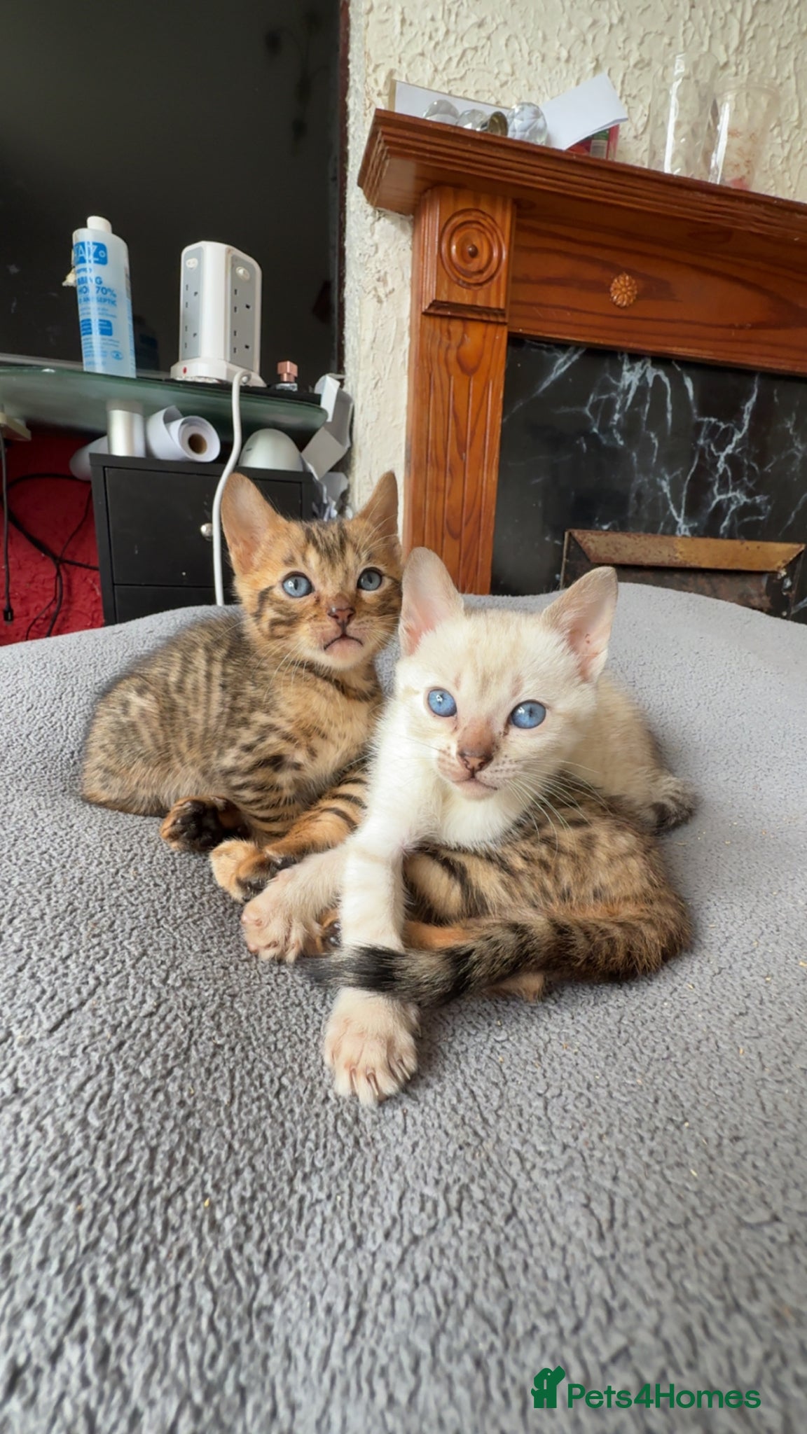 Bengal cats for sale: Full bengal kittens in Plymouth - Advert 6