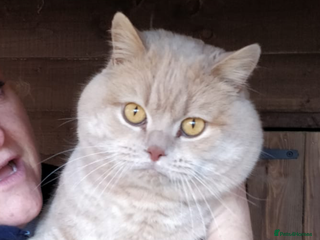 British Shorthair cats CREAM BRITISH SHORTHAIR STUD in Norwich - Advert 8