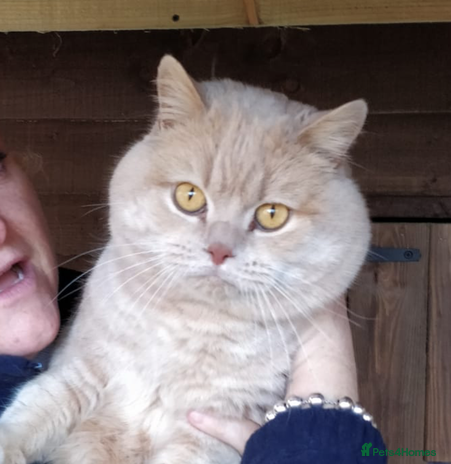British Shorthair cats CREAM BRITISH SHORTHAIR STUD in Norwich - Advert 10