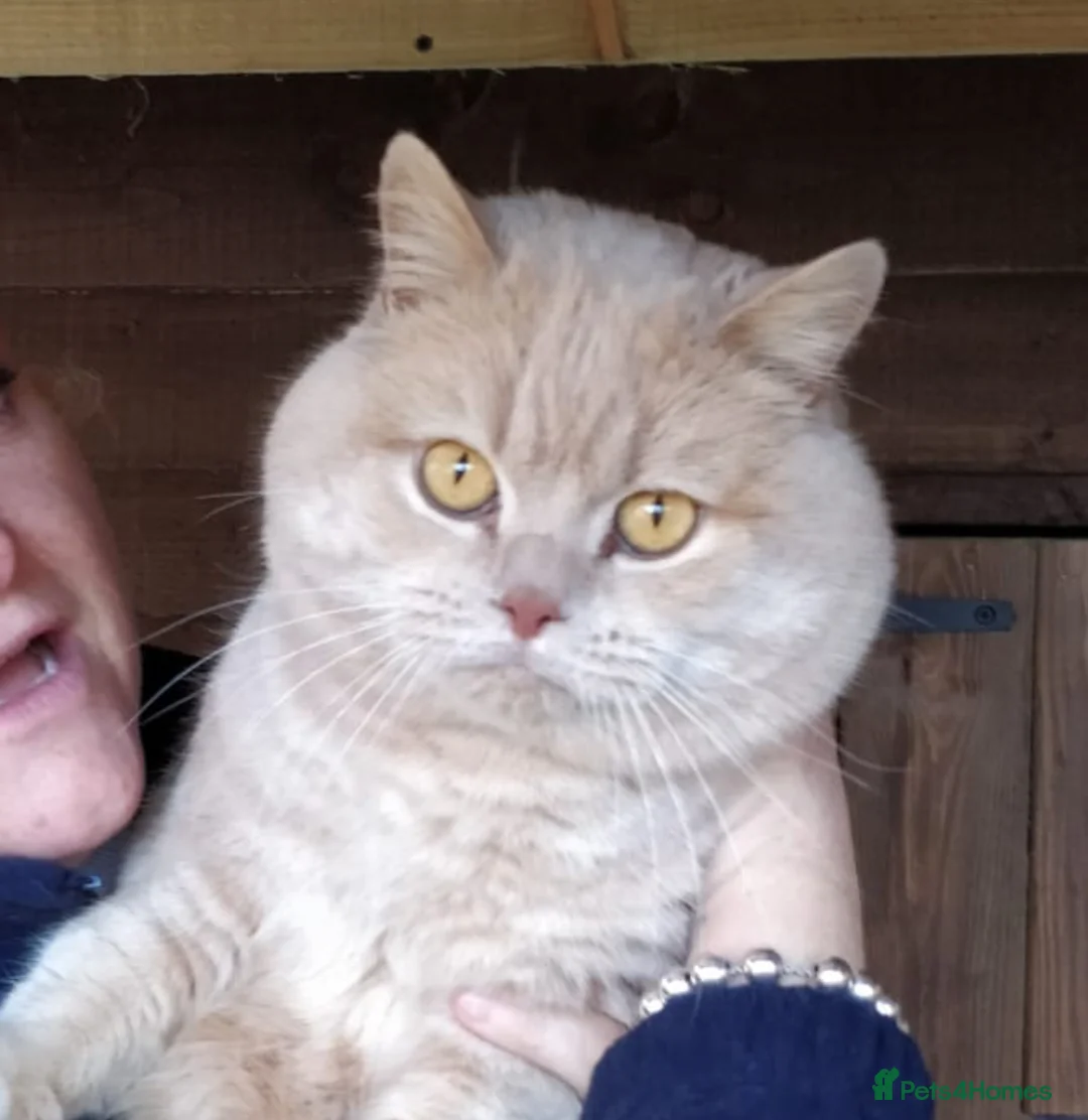 British Shorthair cats for stud: CREAM BRITISH SHORTHAIR STUD in Norwich - Advert 2
