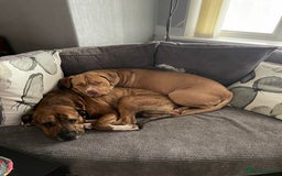 Mixed Breed dogs for sale: Gorgeous family pets are having a litter - Presa X - Image 4