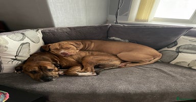 Mixed Breed dogs - Advert 11