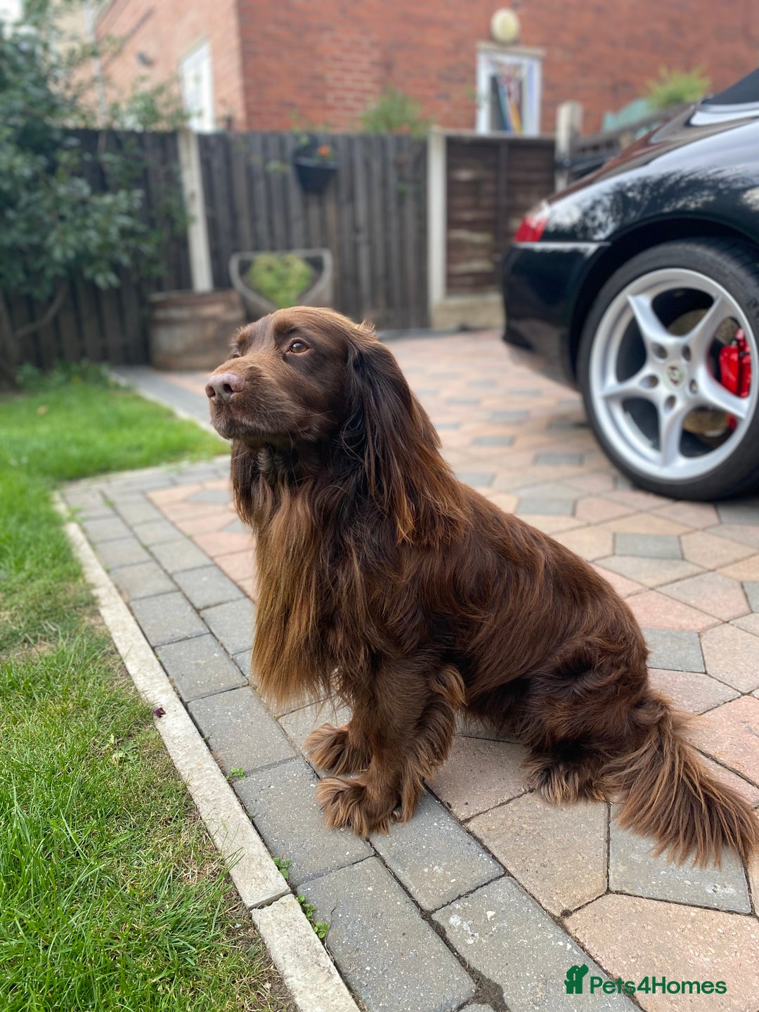 Cocker Spaniel dogs for stud: Sparkey, chocolate cocker spaniel  - Image 6