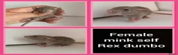 Rat rodents for sale: Adorable baby rats for sale  - Advert 5