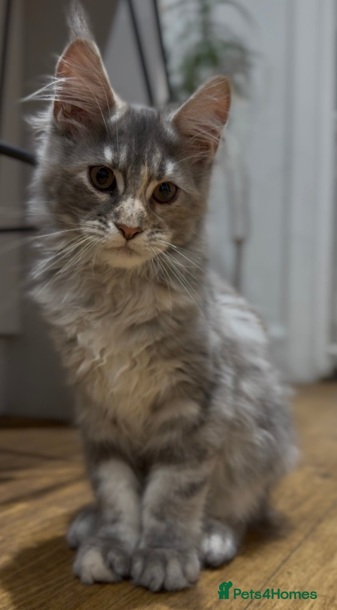 Maine Coon cats for sale: Maine coon kittens•Ready to leave•Fully vaccinated - Image 14