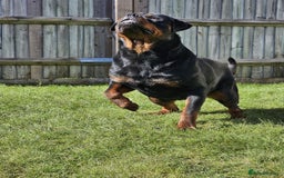 Rottweiler dogs for sale: Rottweiler  - Image 6