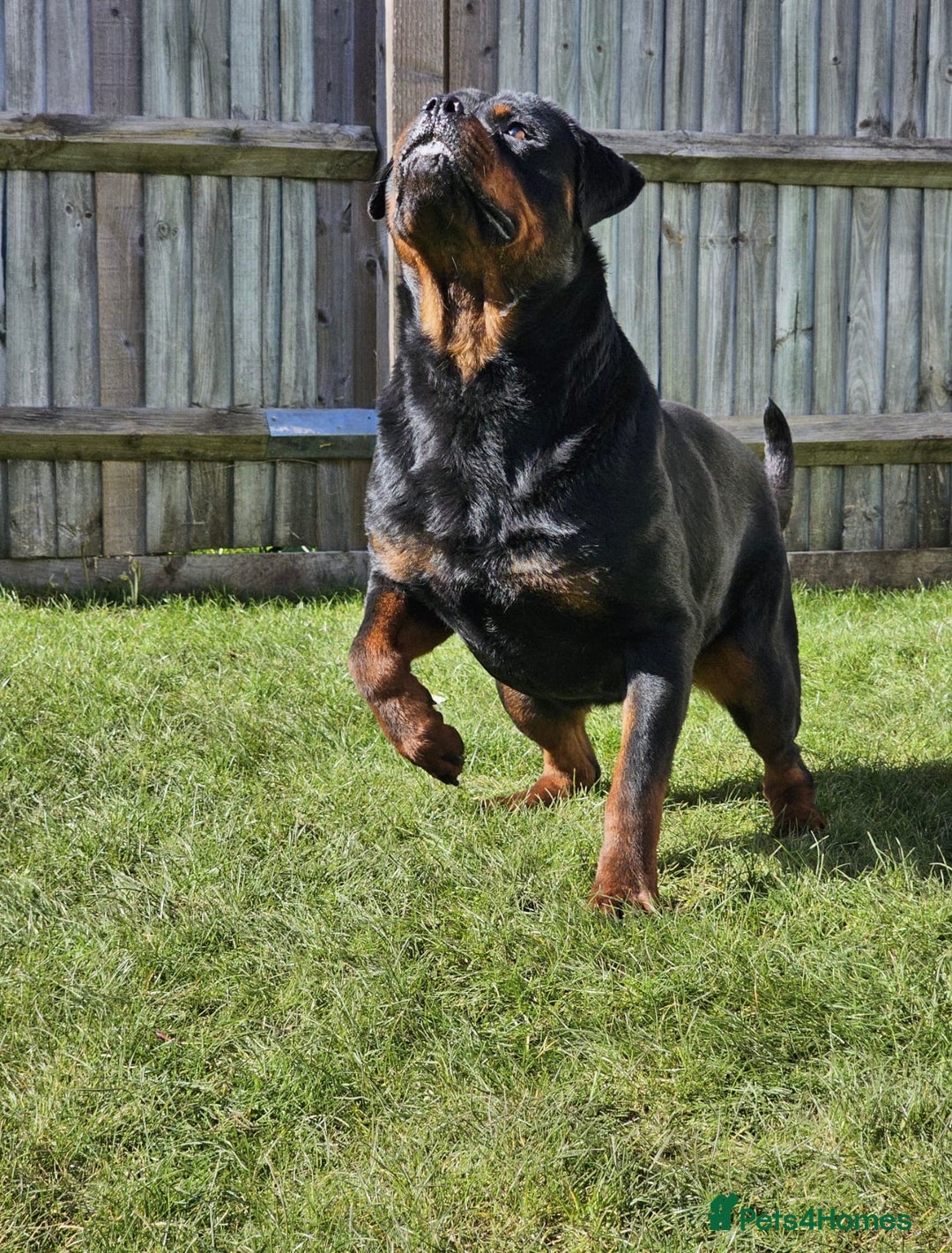 Rottweiler dogs for sale: Rottweiler  - Image 6