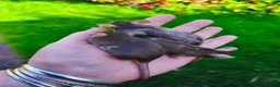 Mouse rodents for sale: Beautiful female mice in many colours  - Advert 5