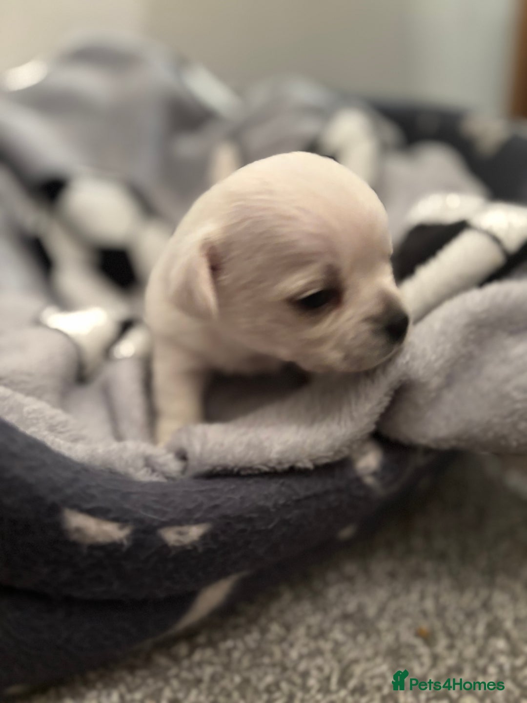 Chihuahua dogs for sale: Beautiful Chihuahua Puppies - Advert 2