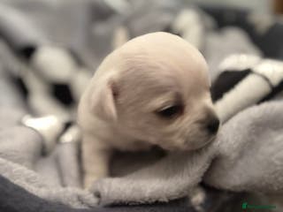 Chihuahua dogs Beautiful Chihuahua Puppies - Advert 3