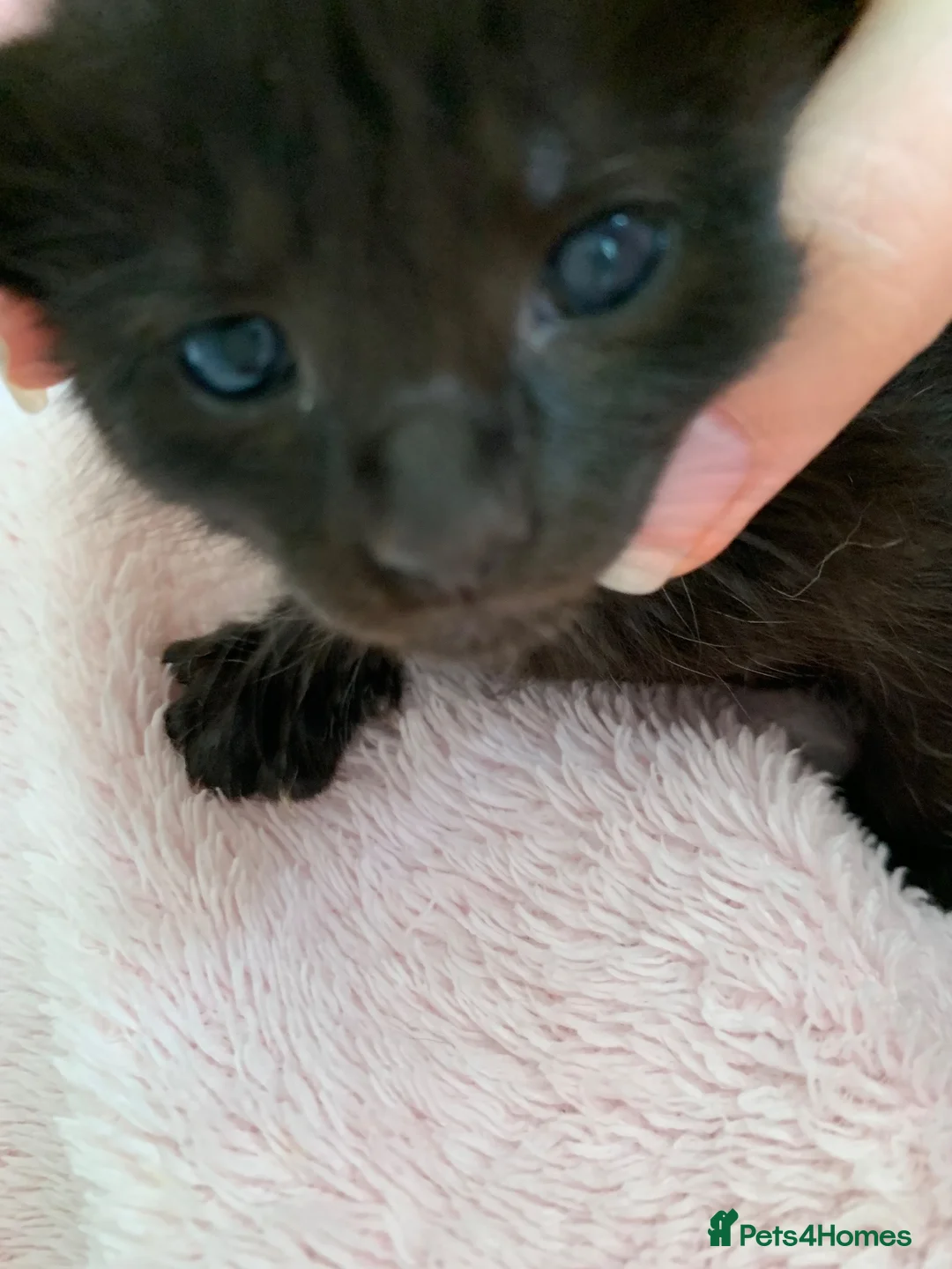 Mixed Breed cats for sale: Half Siamese Oriental Kittens - Advert 2