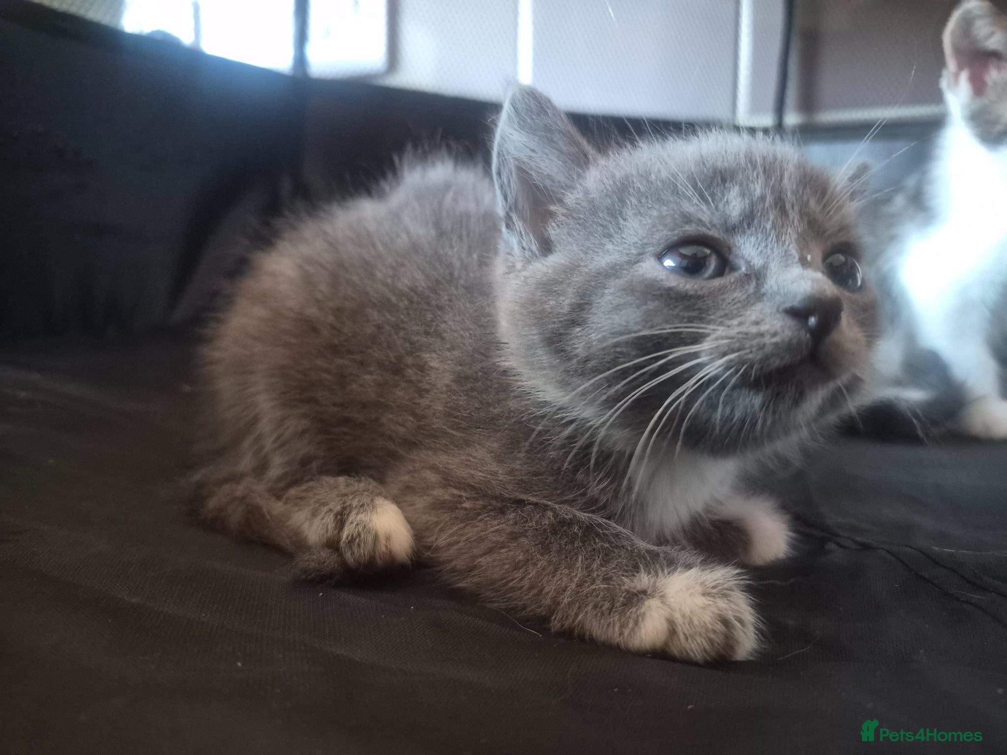 Mixed Breed cats 4 kittens looking for lovely homes  - Advert 2