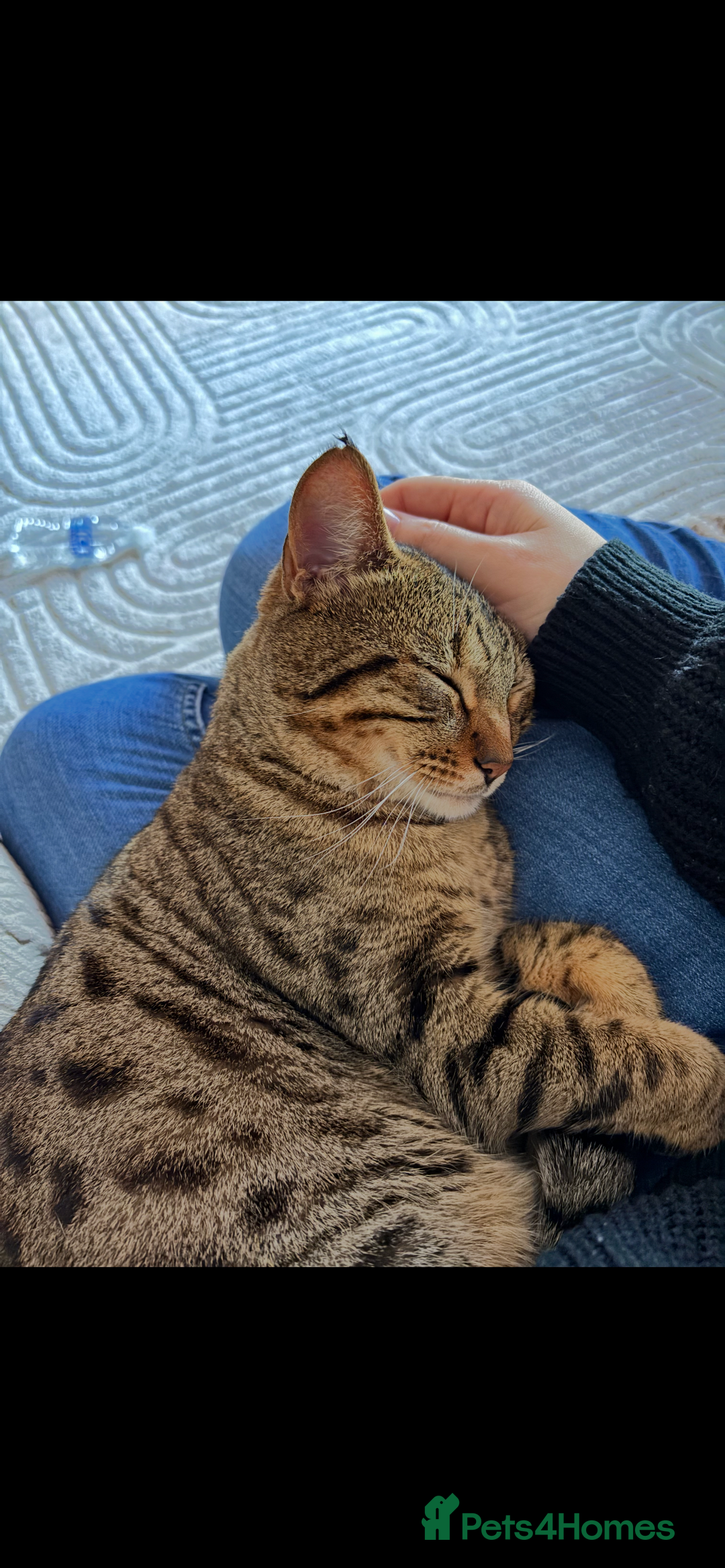 Bengal cats for sale: Male and female looking for forever home.  - Advert 4