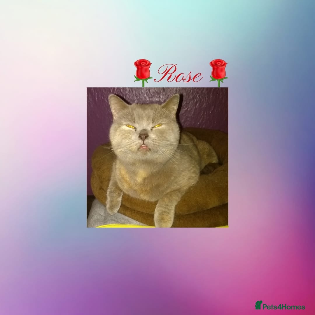 British Shorthair cats for sale: ♥️ Fun Loving British Shorthair Kittens♥️ - Image 35