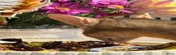 Abyssinian cats for sale: Last lovely boy😻 - Advert 8