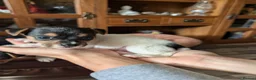 Jack Russell dogs for sale: Jack Russell puppies  - Advert 12