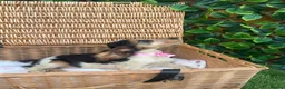 Cocker Spaniel dogs for sale: 1 boy Beautiful show type cocker puppy’s  - Advert 10