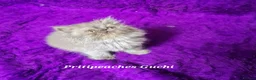 Persian cats for sale: Gccf Registered Persian Kittens  - Advert 15