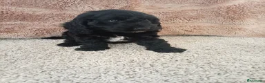 Cockapoo 1