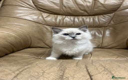 Ragdoll cats for sale: READY TO GO! Beautiful Ragdoll Kittens - Image 9