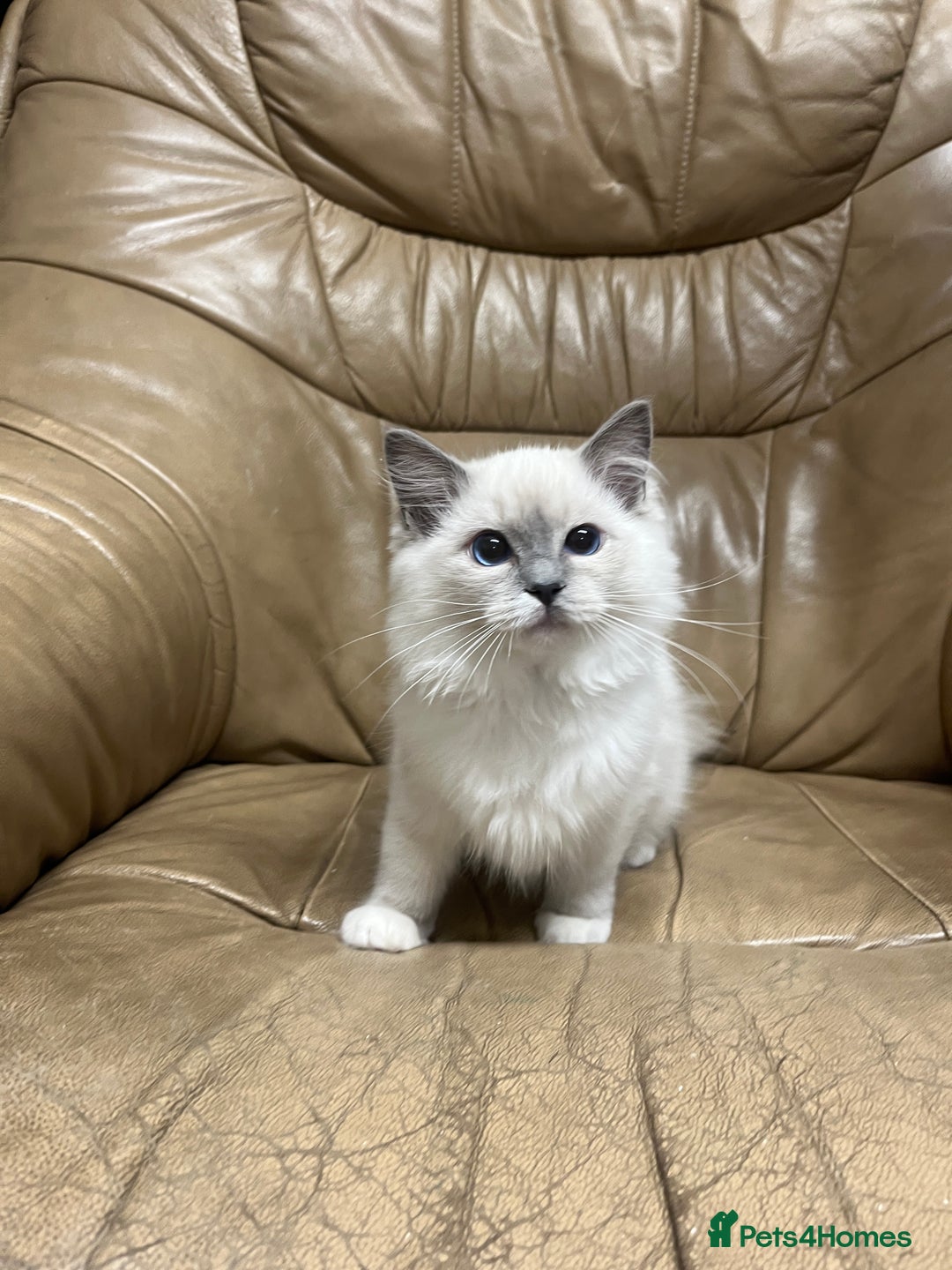 Ragdoll cats for sale: READY TO GO! Beautiful Ragdoll Kittens - Image 9