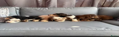 Cockapoo 3