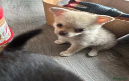 Chihuahua dogs for sale: READY NOW chihuahua x Pom puppies  - Image 31