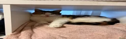Maine Coon cats for sale: Bonnie and Binky  in Cambridge - Advert 4