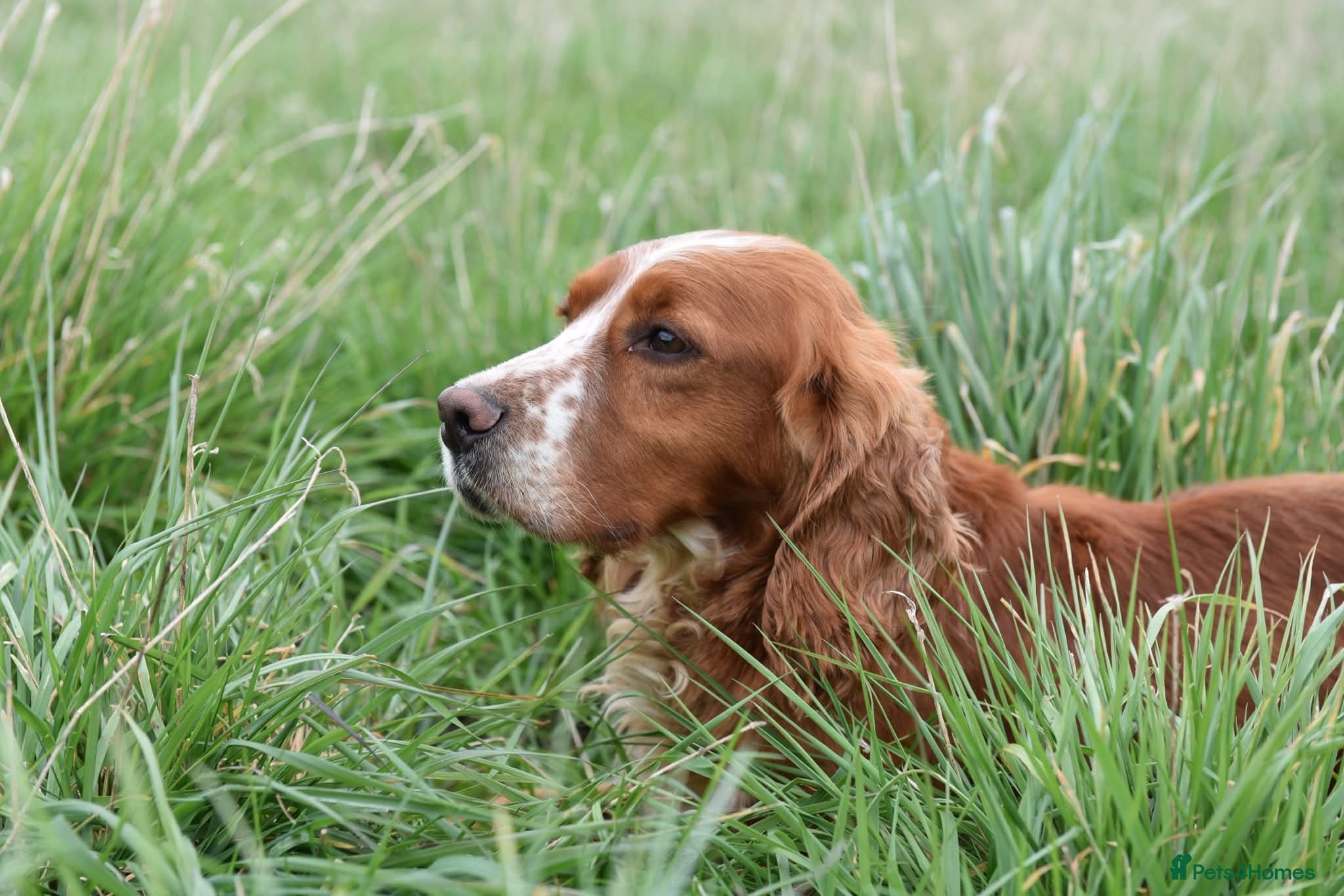 Cocker Spaniel dogs Cocker Spaniel Adult Dog - Advert 2