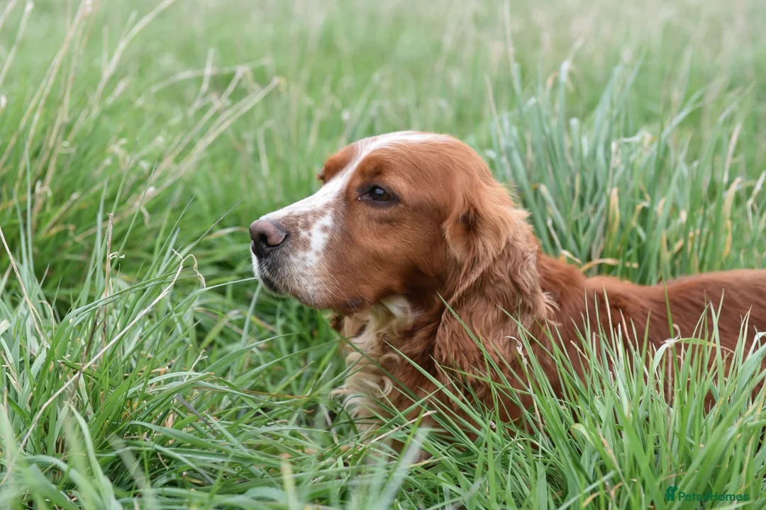 Cocker Spaniel dogs for sale: Cocker Spaniel Adult Dog - Advert 1