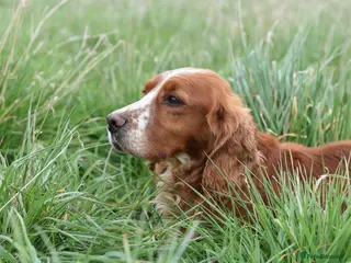 Cocker Spaniel dogs Cocker Spaniel Adult Dog - Advert 2