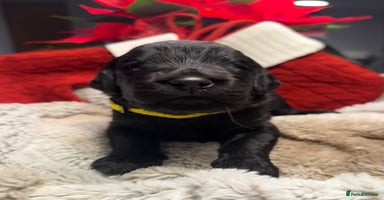 Goldendoodle dogs F1 Goldendoodle puppies full health tested parents - Advert 5