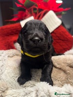 Goldendoodle dogs F1 Goldendoodle puppies full health tested parents - Advert 5