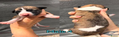 Puppy 6