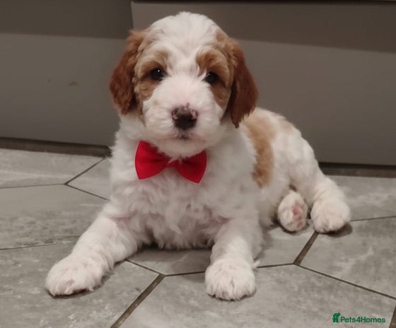 Double Doodle dogs Parti Double Doodles🐾 - Advert 1