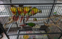 Conures birds for sale: Hand-reared baby conures - Image 6