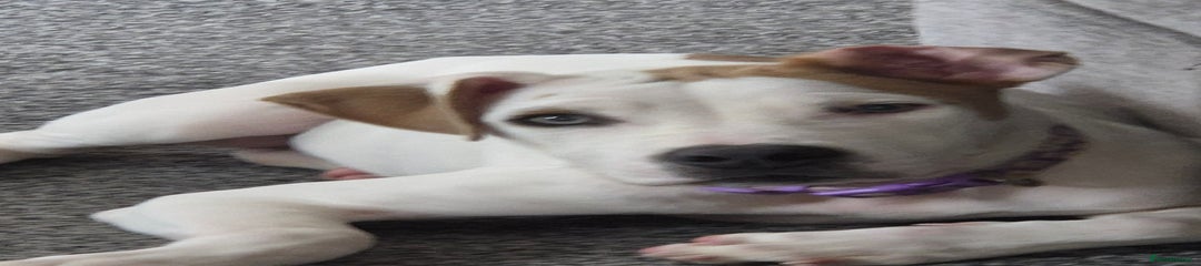 American Bulldog Puppy 1