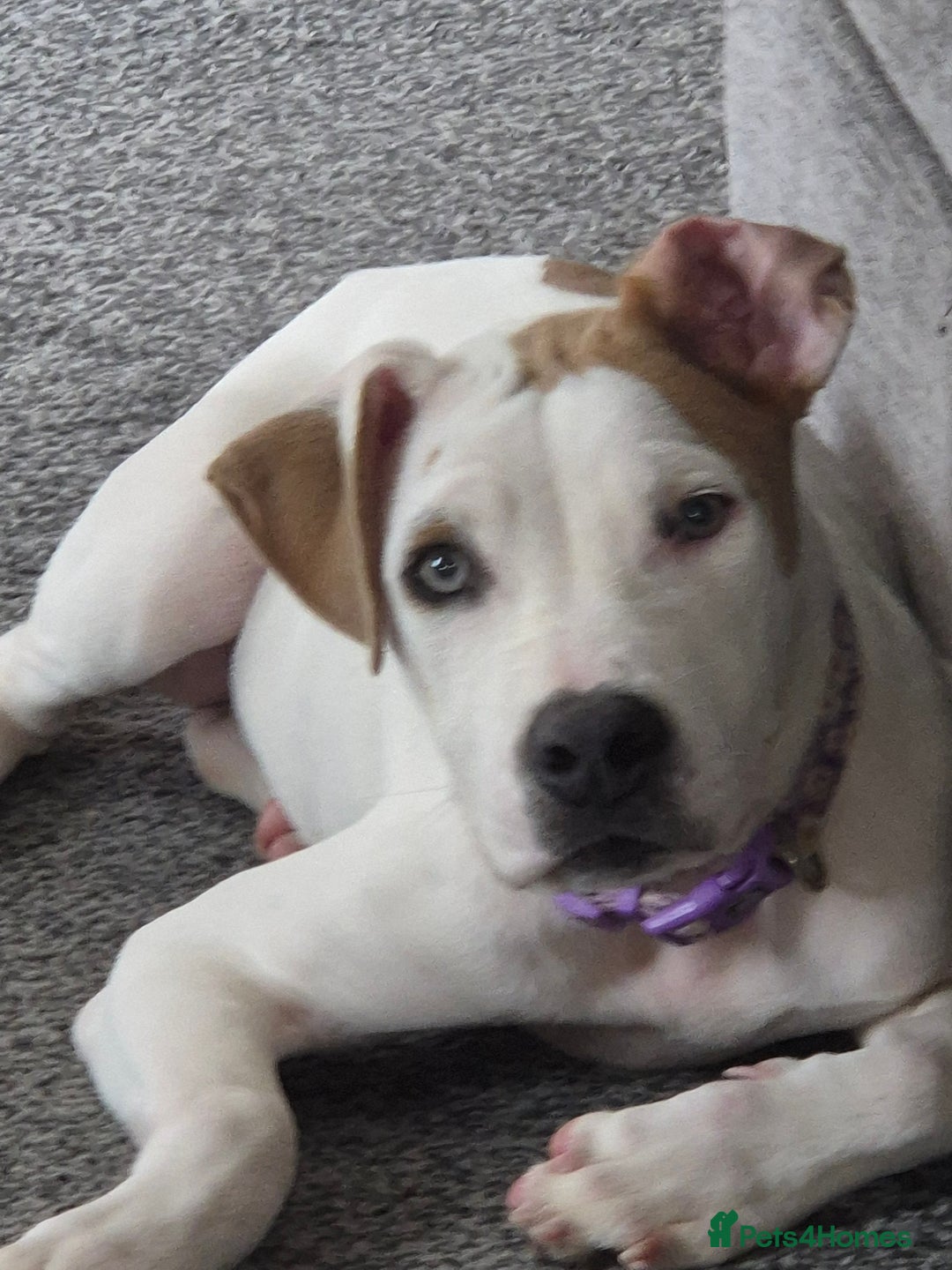 American Bulldog dogs for sale: American Bulldog Puppies - Image 7