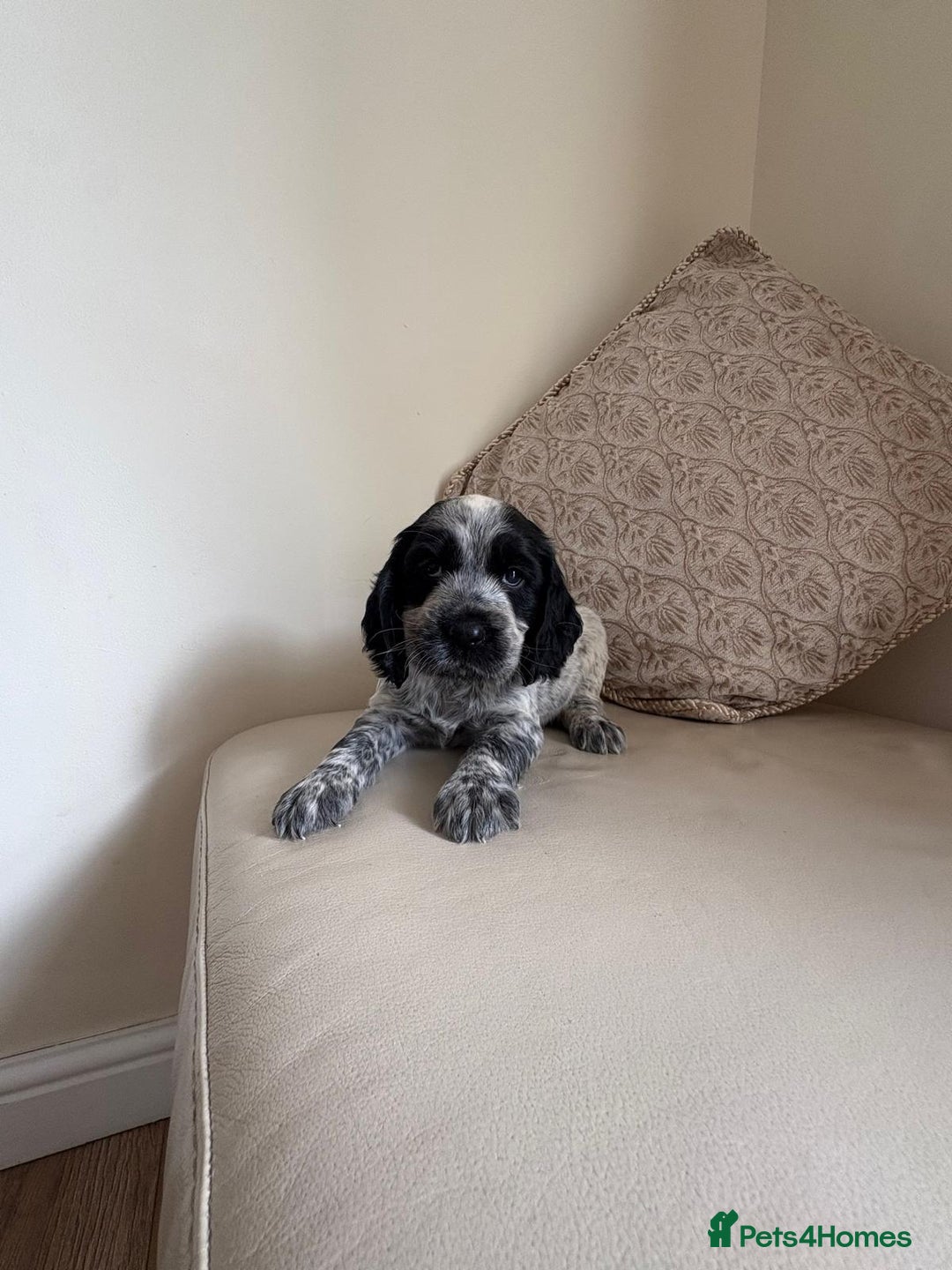 Cocker Spaniel dogs for sale: blue roam cocker spaniels - Image 8