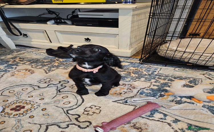 Sprocker dogs - Advert 15