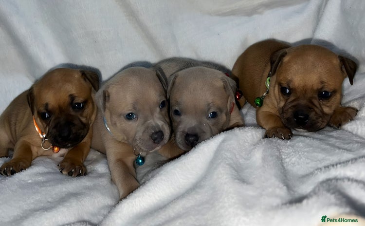 Staffordshire Bull Terrier dogs - Advert 15