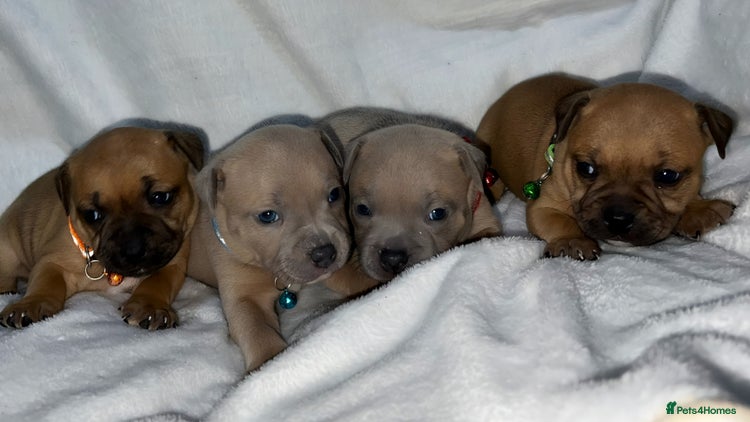 Staffordshire Bull Terrier dogs - Advert 15